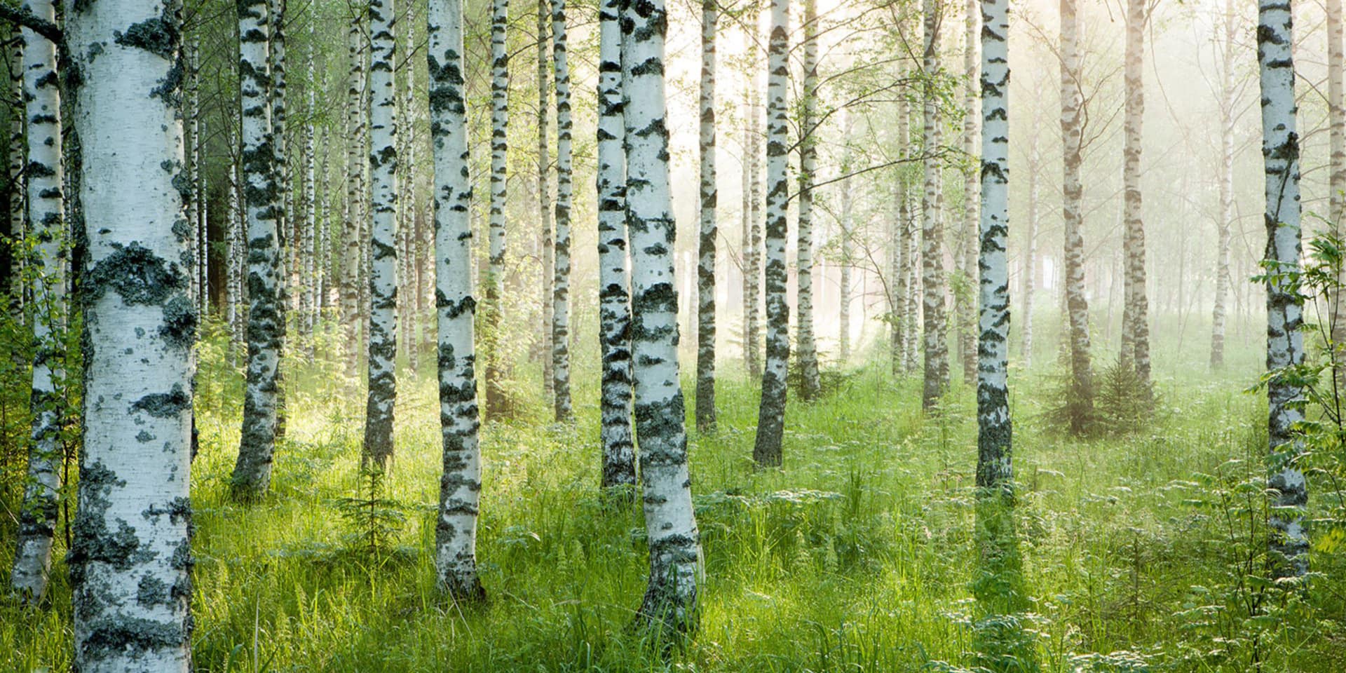 Birkenwald Impressionen